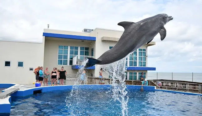 Marineland Dolphin Adventure