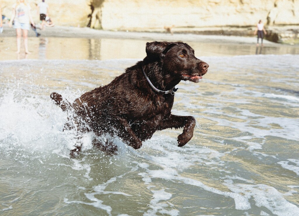dog running beach surf