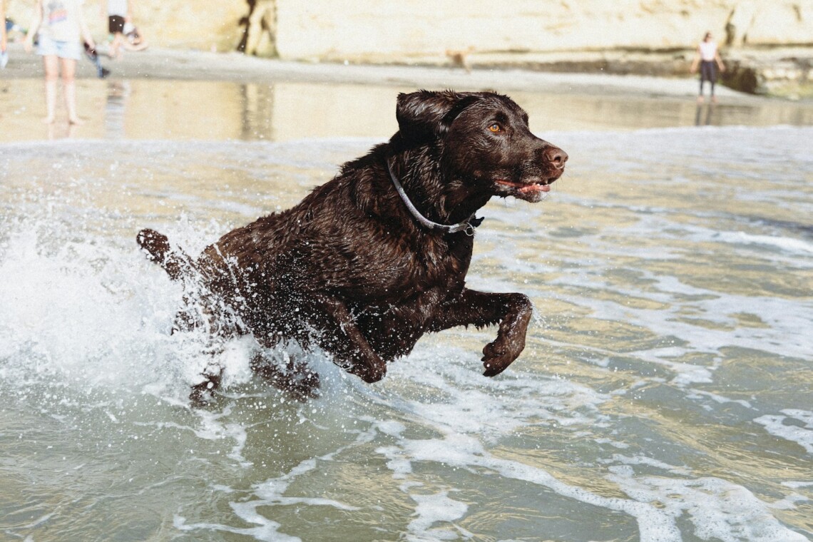 dog running beach surf