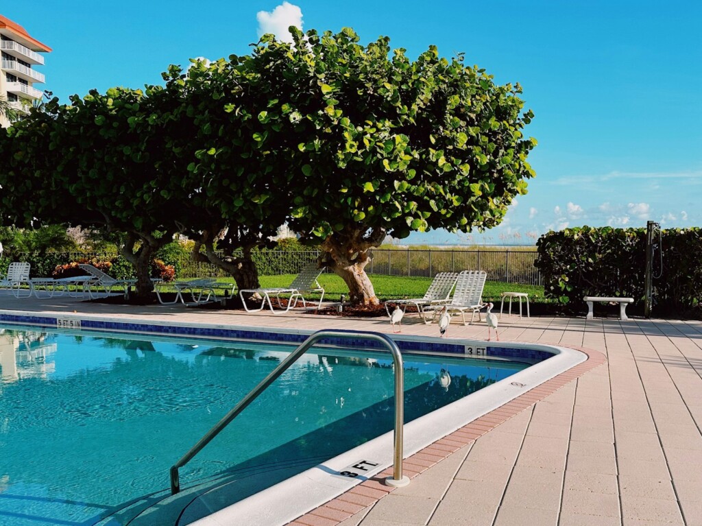 florida coastal community pool ibis