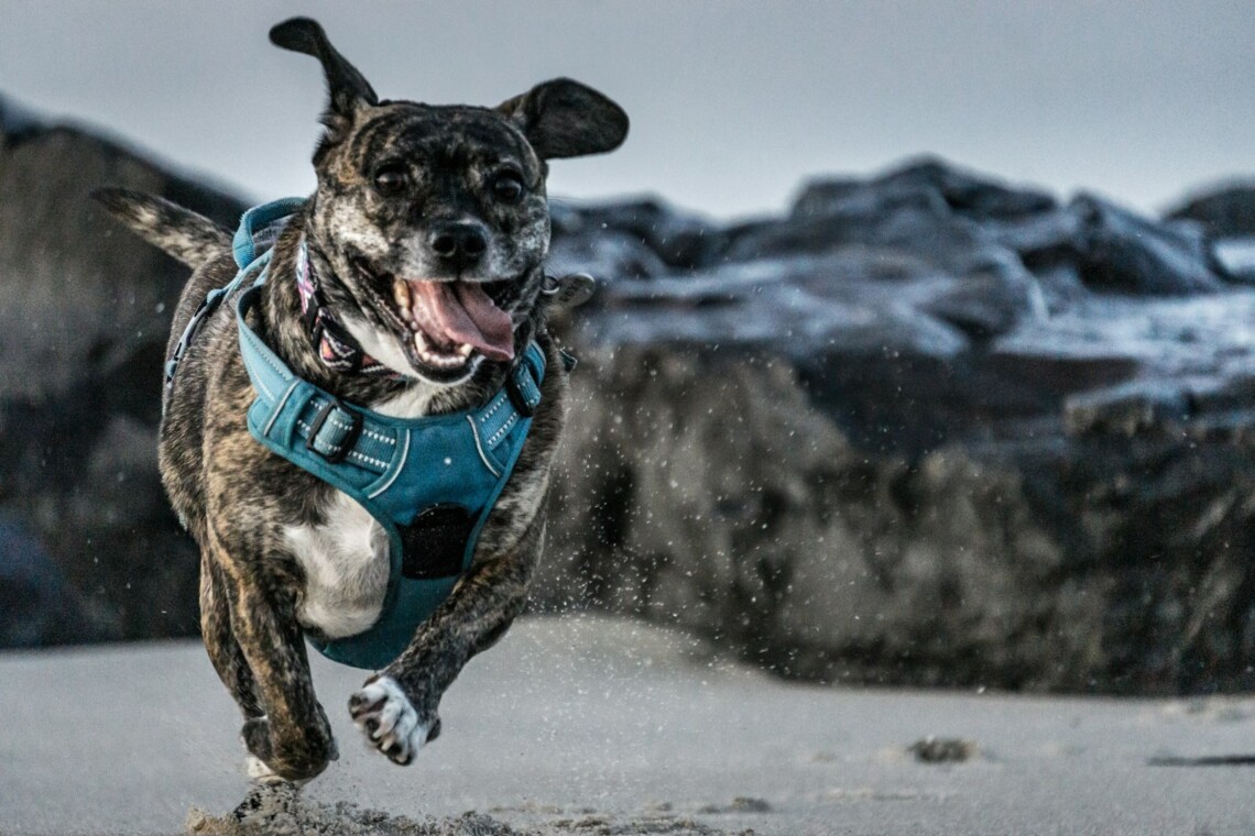 happy dog running beach palm coast